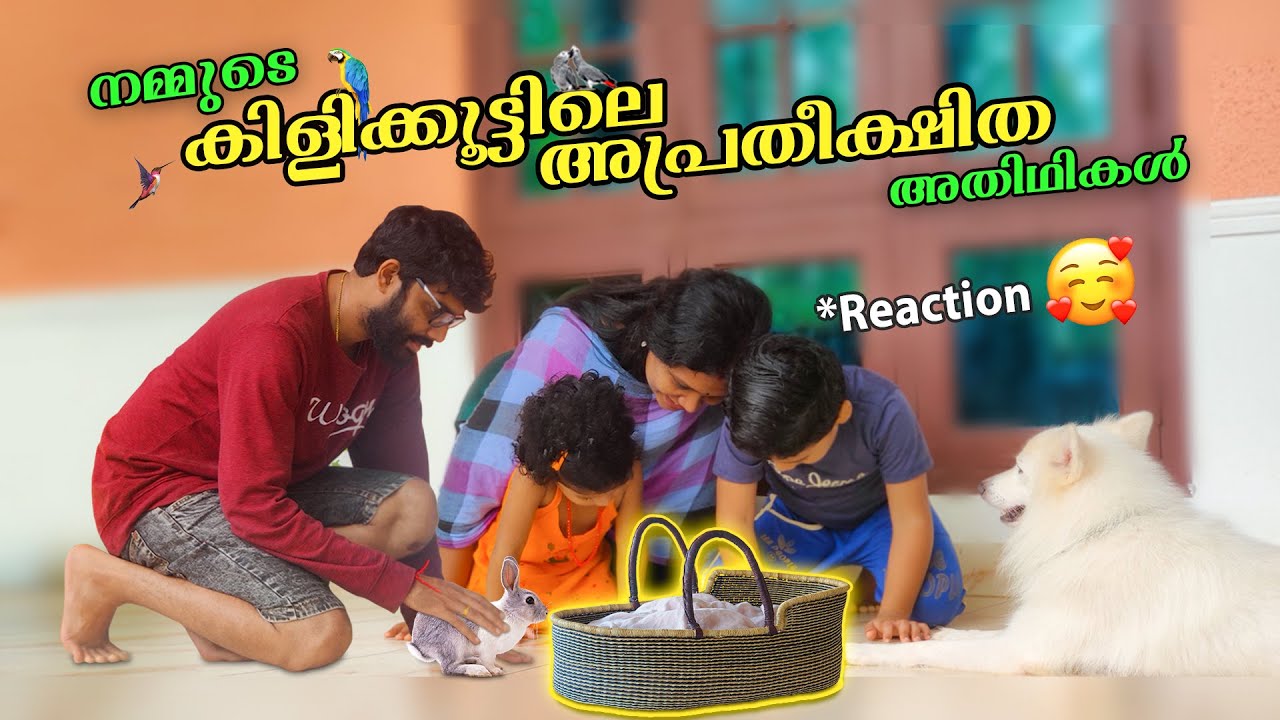 നമ്മുടെ 🦜🦚കിളിക്കൂട്ടിലെ🛖 അതിഥികളെ കാണണ്ടേ...!! | 🐦New Baby's 🐣 to our Aviary !!!