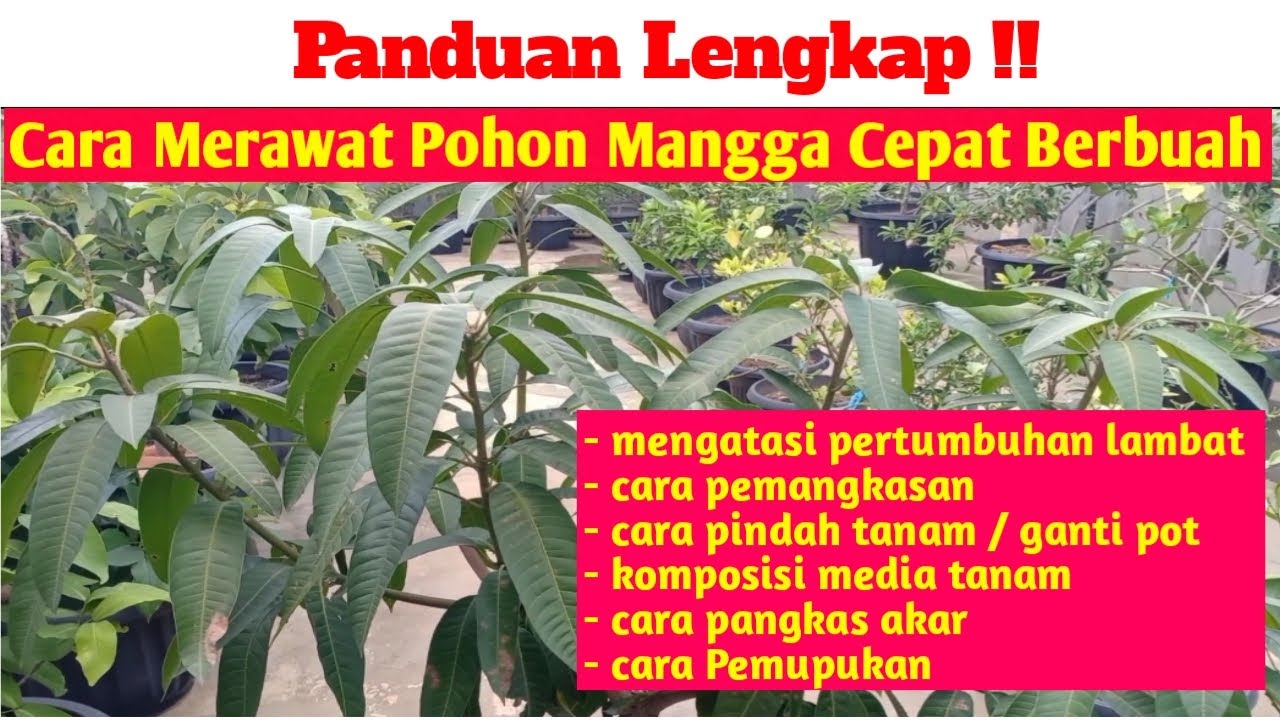 Panduan Lengkap || Cara Merawat Pohon Mangga Agar Cepat Berbuah, Tabulampot mangga