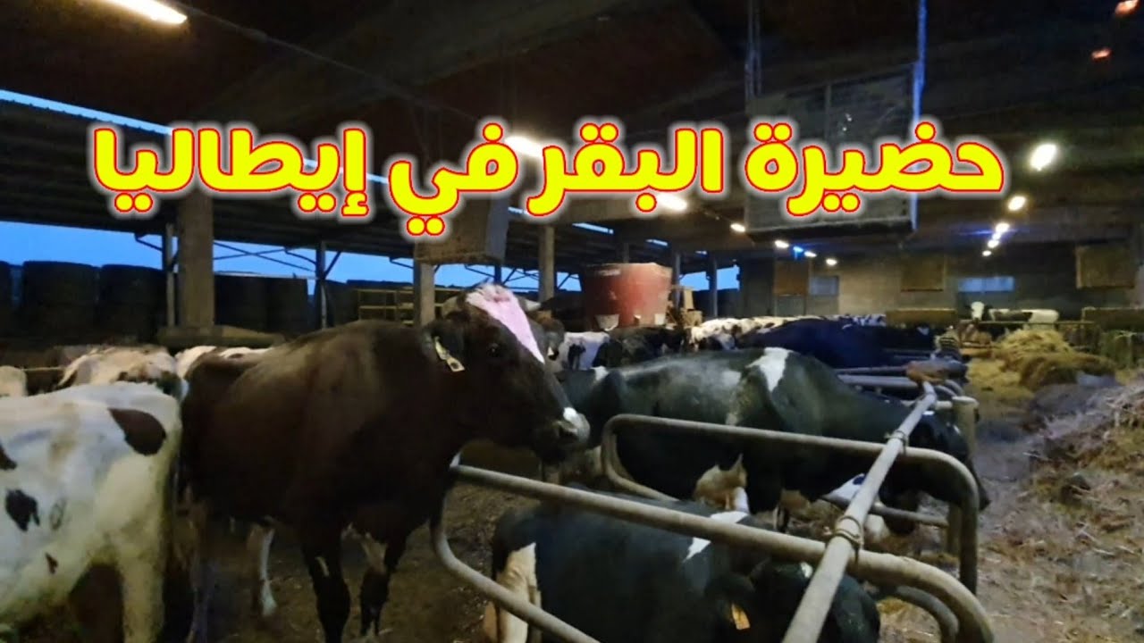 حضيرة البقر في إيطاليا