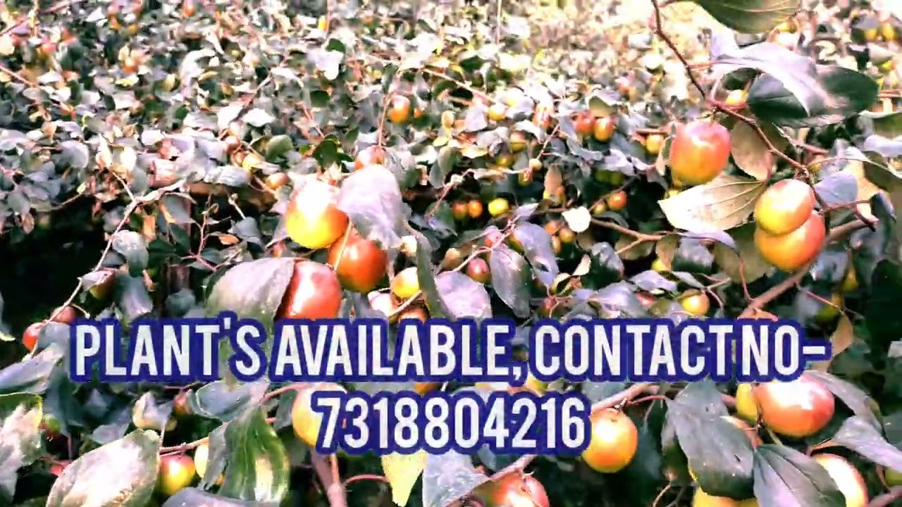 Miss India #apple #bear verey Testi Food