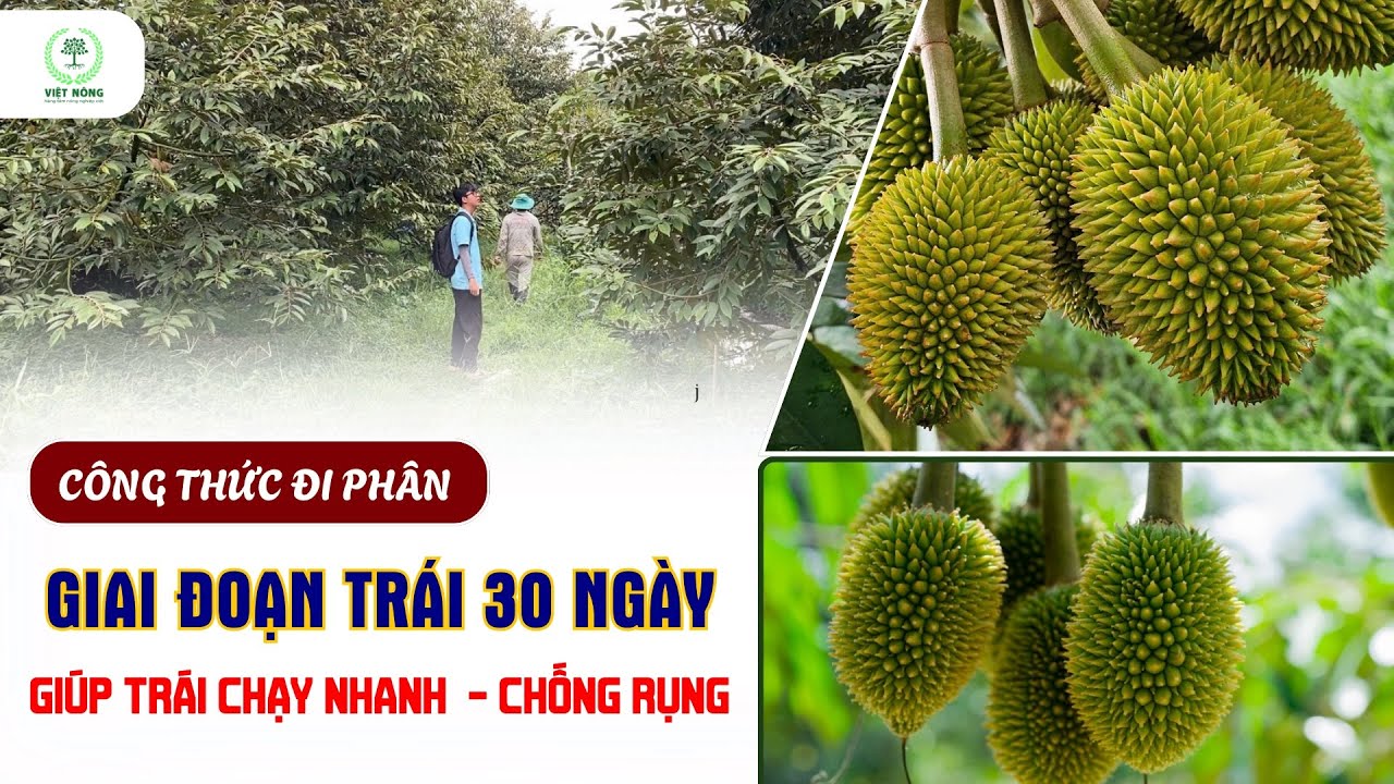 VIỆT NÔNG | NÊN BÓN PHÂN GÌ? GIAI ĐOẠN TRÁI 30 NGÀY TUỔI GIÚP LỚN NHANH - CHỐNG RỤNG #việtnông 