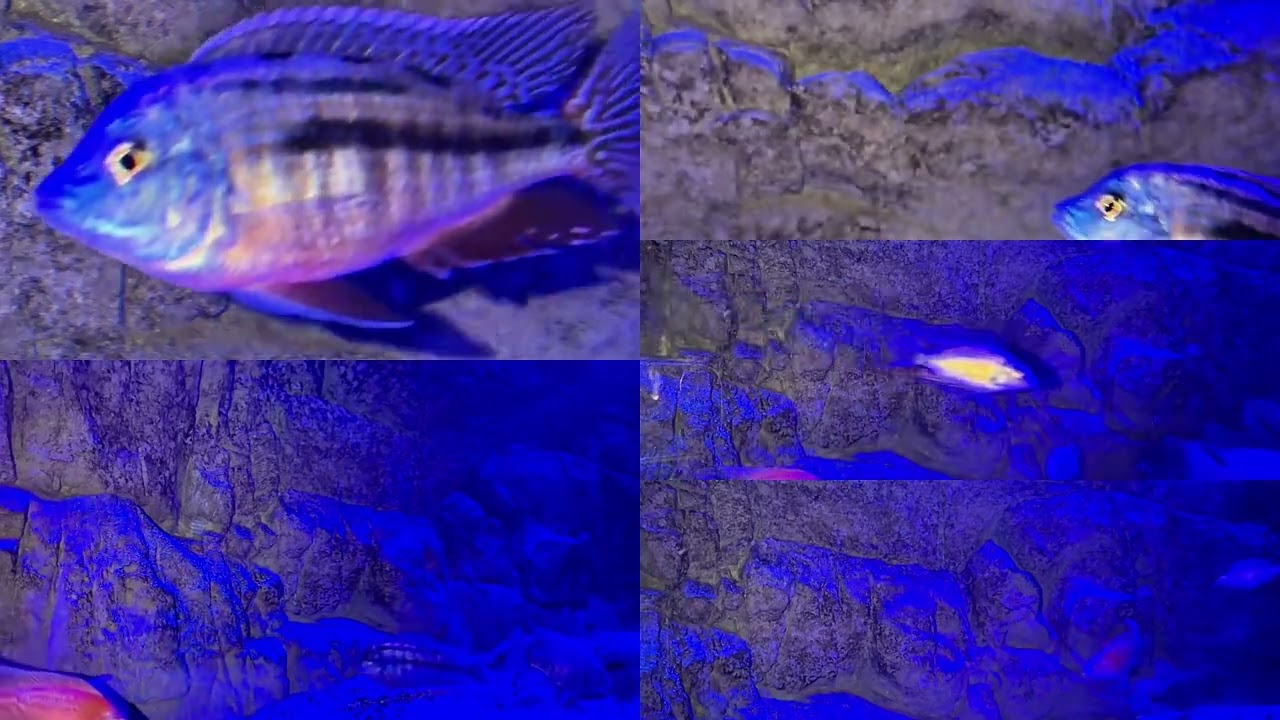 180 Gallon African Cichlid Tank
