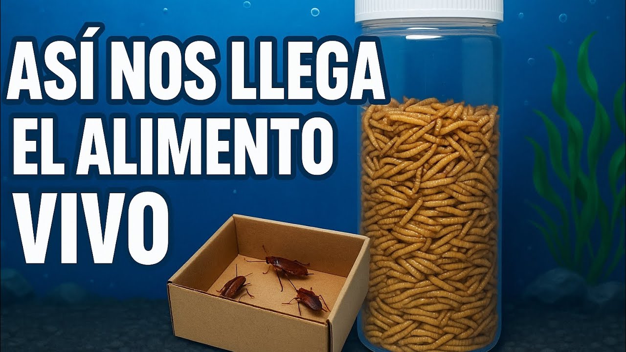 Paquete nuevo de alimento vivo! Tenebrio y cucaracha runner 