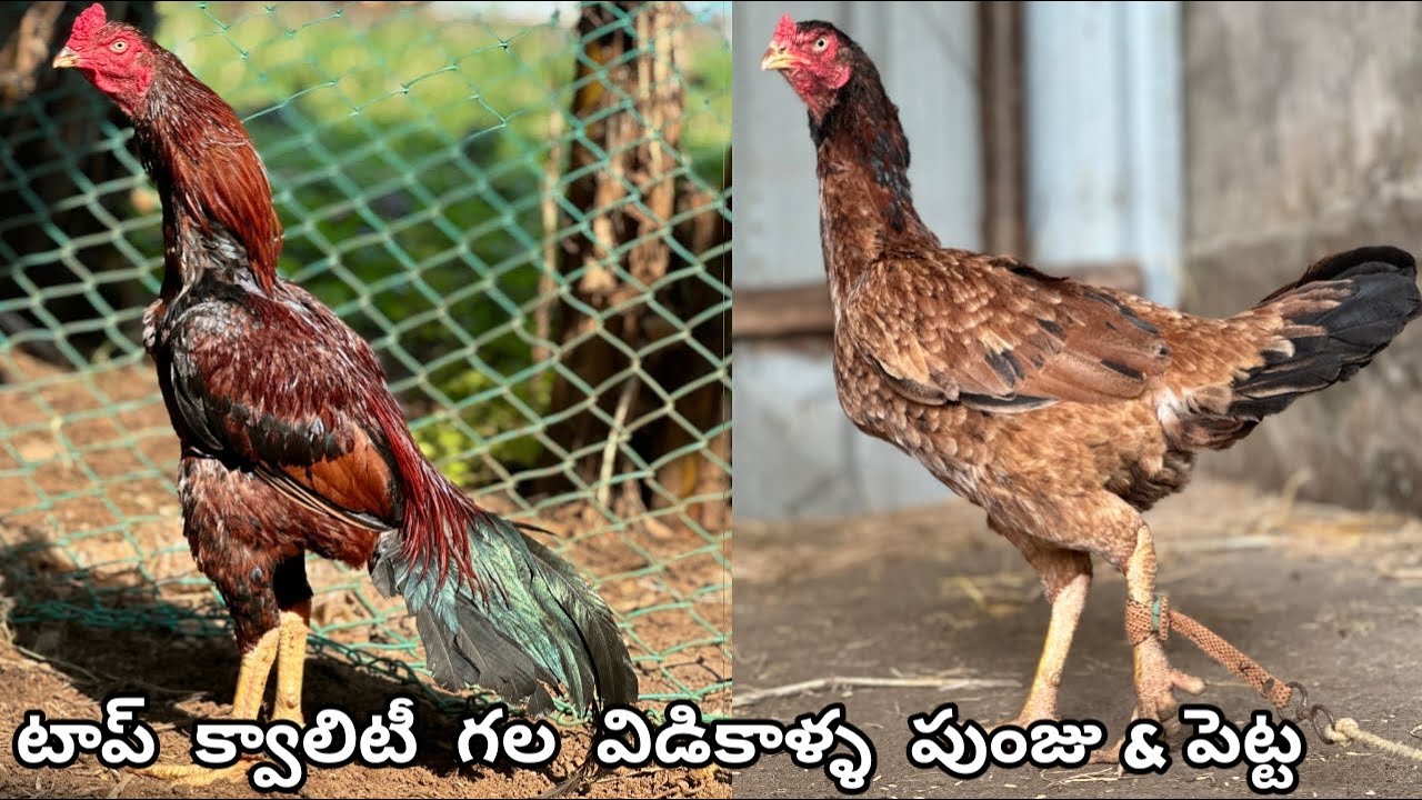 Too Top Quality Aarumulla Line||Old Double Kata Line||7995474187||Pettamaru Petta||#aseel..!