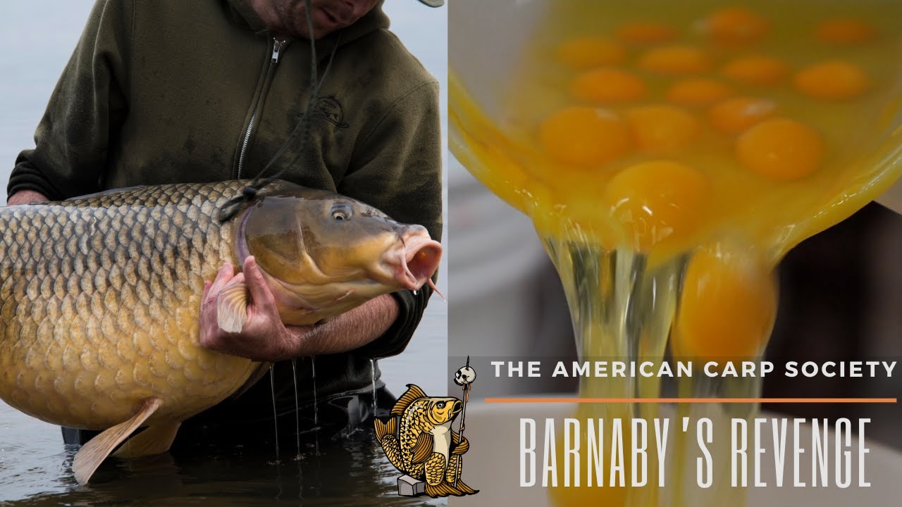 THE BARNABY'S REVENGE BAIT RANGE  30-70b