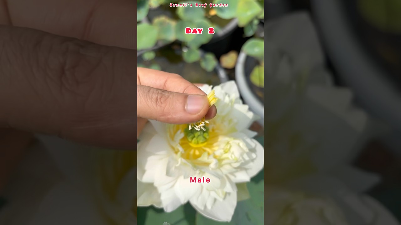 Lotus Hybrid Making Process #Tutorial | Easy Way to make Lotus Hybrid #Lotus_Pollination #Lotus_Seed