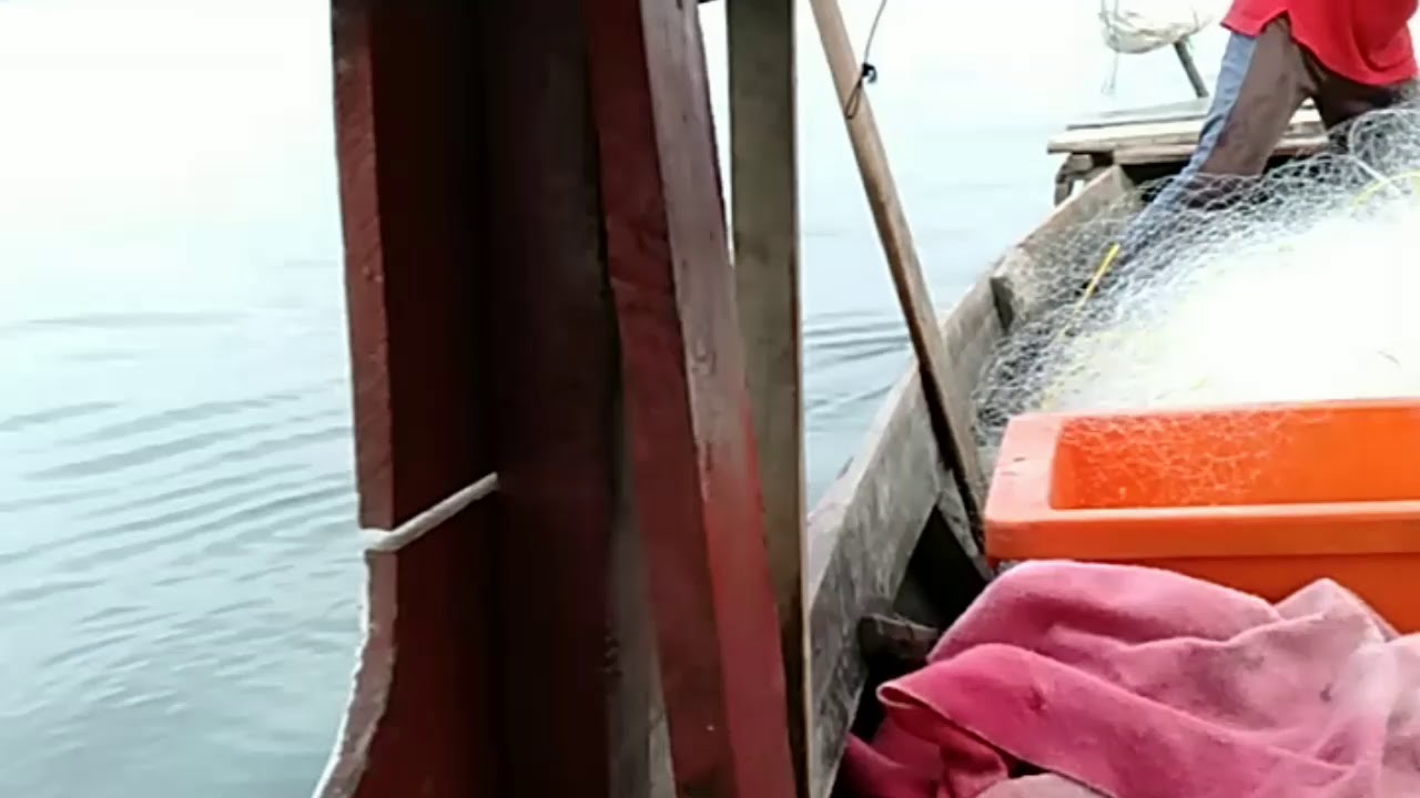 Anak menjaring ikan terubuk d selat bengklais