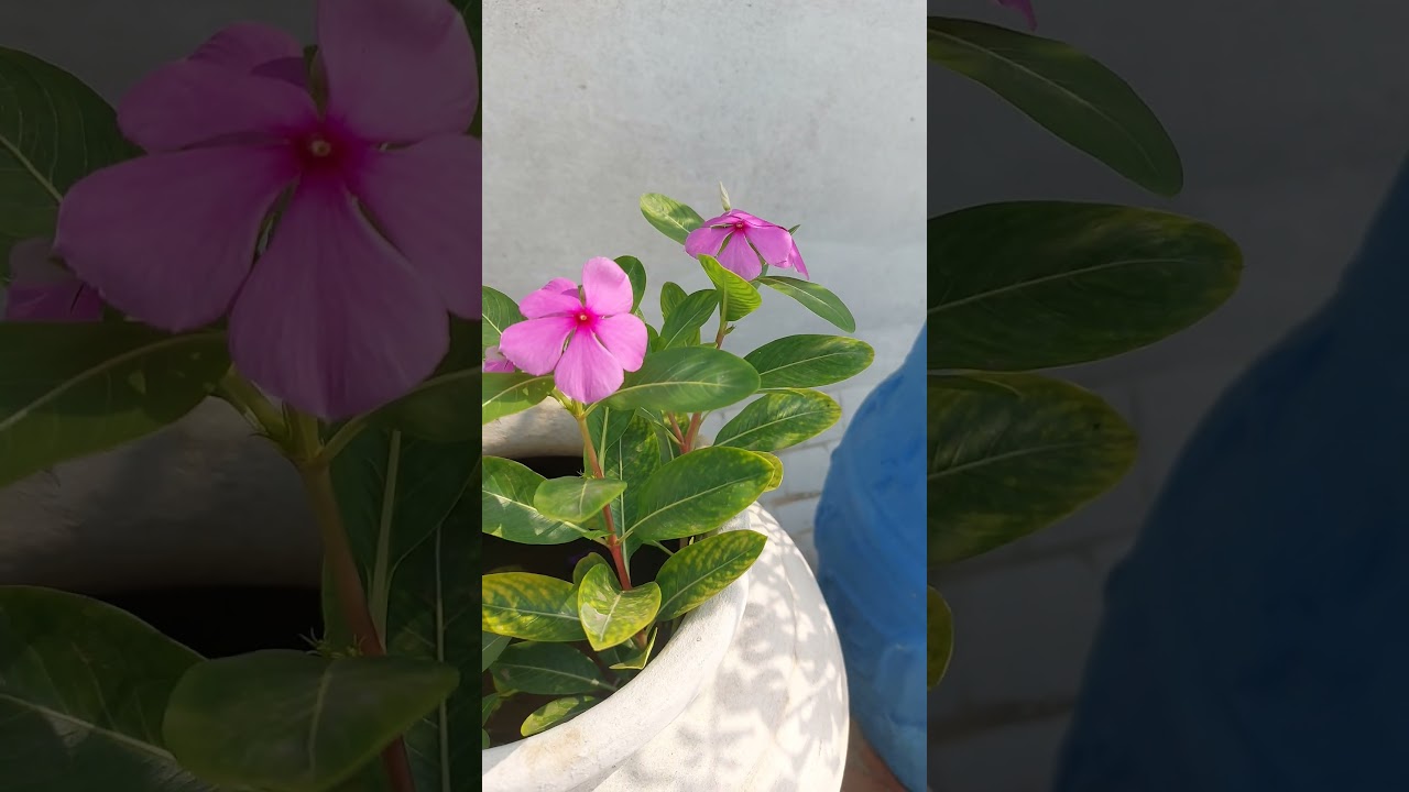 Home gardening #taracegarden #homegardening #homegrownplants #plants #planting #planthome #gardening