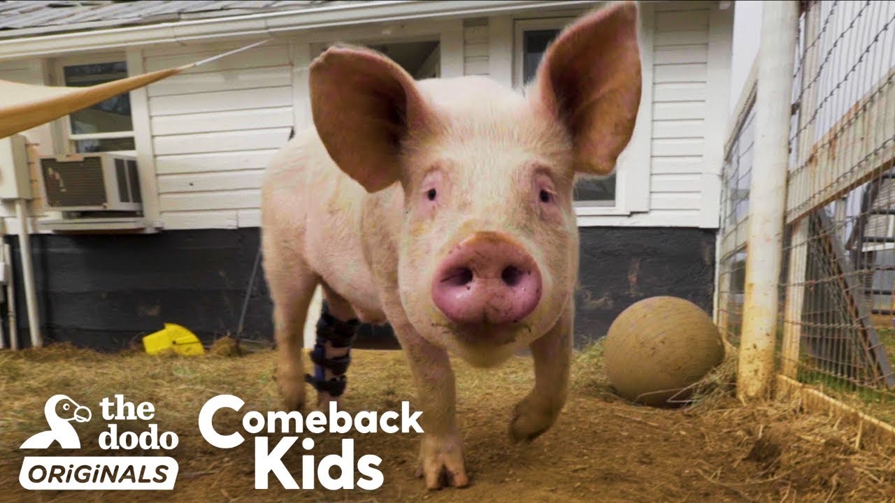 People Find Pig In Hurricane And Make Him Their Son | The Dodo Comeback Kids