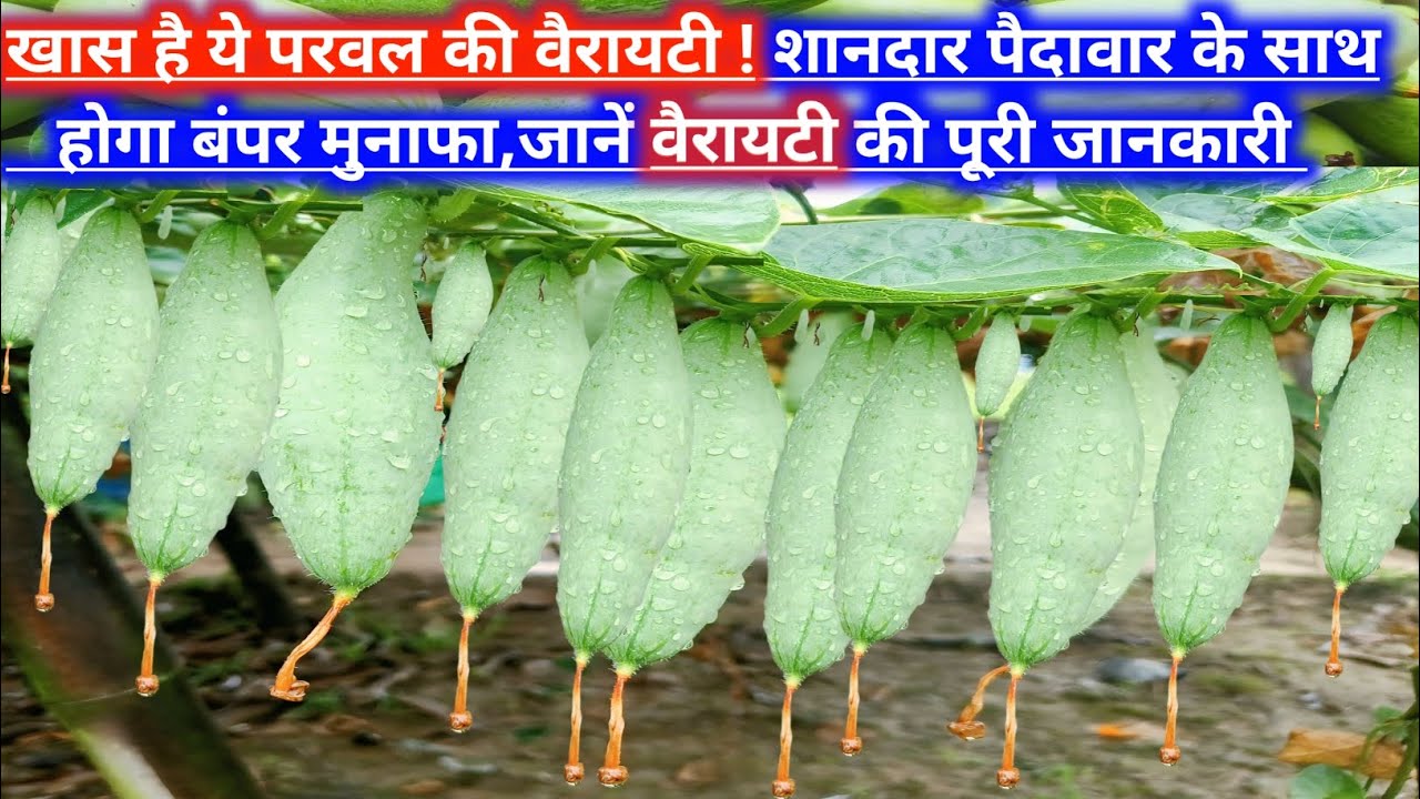 💱परवल से लद जाएंगे पौधा 🌱 बस कर ले अच्छी वैरायटी का चयन 🤔परवल की उन्नत वैरायटी😲 परवल की खेती🌿