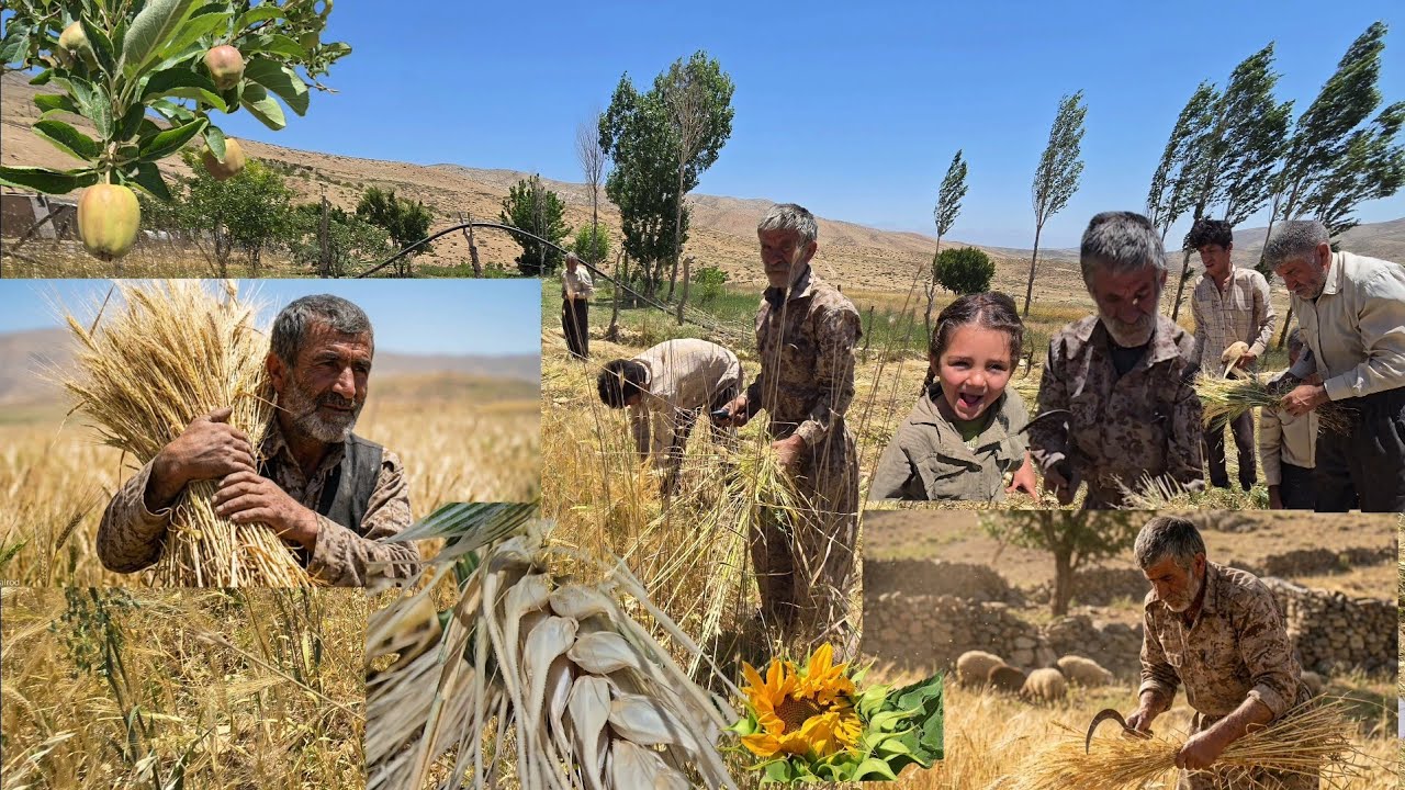 The Red Gold of the Earth; Jahangir and Reza harvesting wheat and barley for the nomads