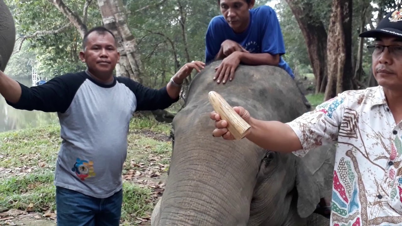 Pemotongan Gading Gajah oleh Balai Besar KSDA Riau
