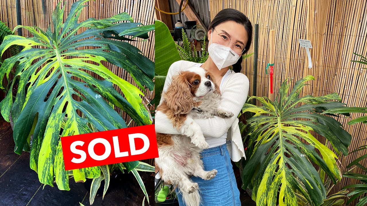 Plant Shopping with Me: Plant Haul at 3 Nurseries | Los Angeles