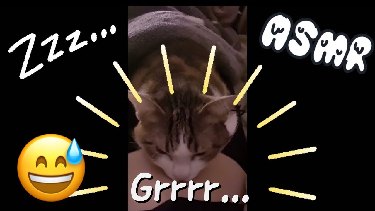 SUB) Даже если у меня шумит в животе, кот продолжает спать 😅🐱💤. (урчание в животе)