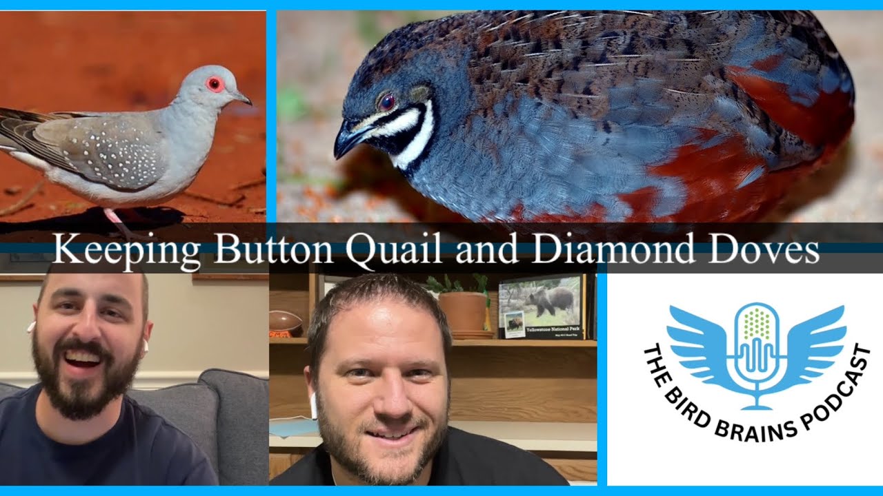 Keeping Button Quail and Diamond Doves. The Bird Brains Podcast. Episode 12