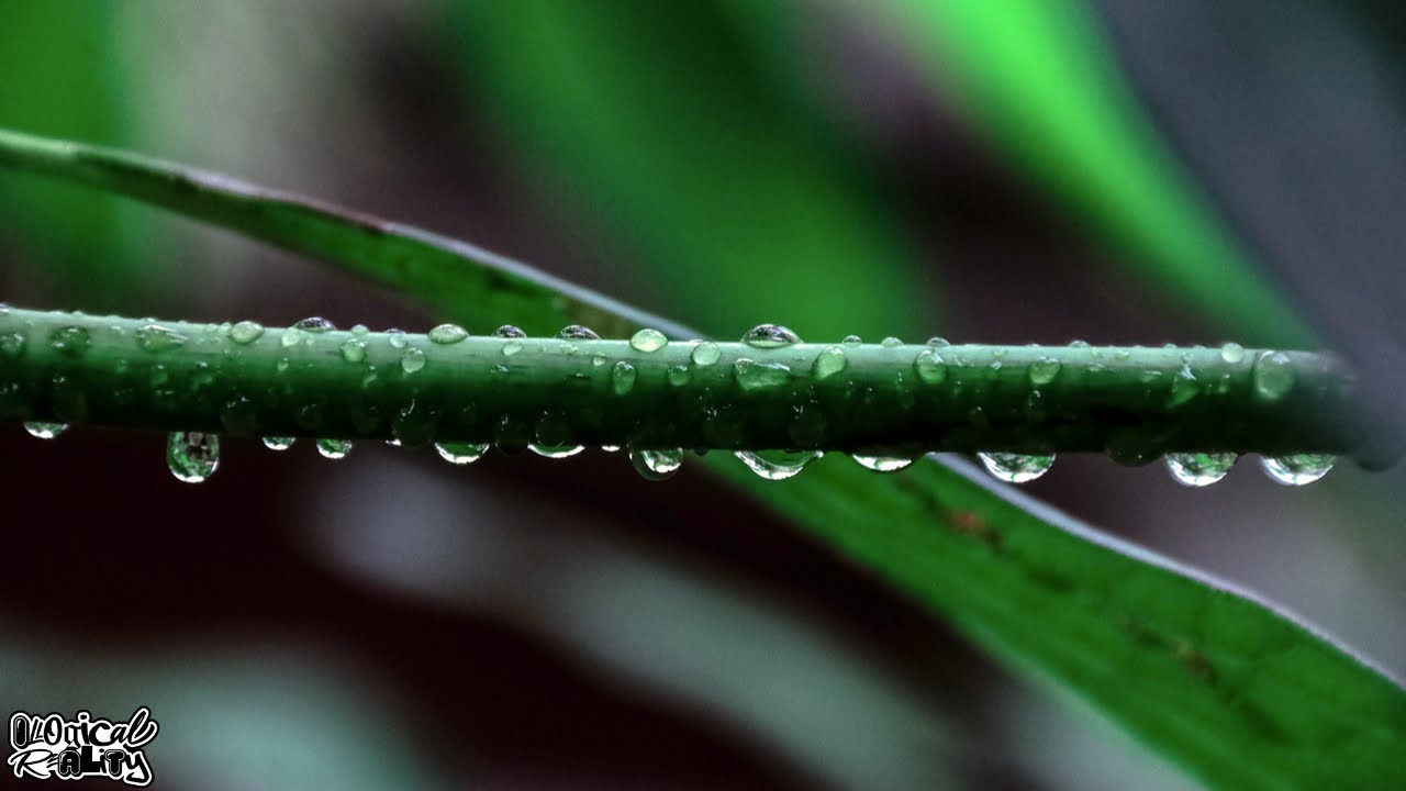 Calming Forest Rain And Nature Sounds | 1 Hour |