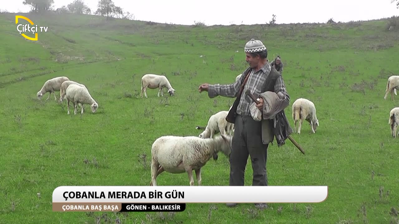 ÇOBANLA BAŞ BAŞA/GÖNEN-BALIKESİR