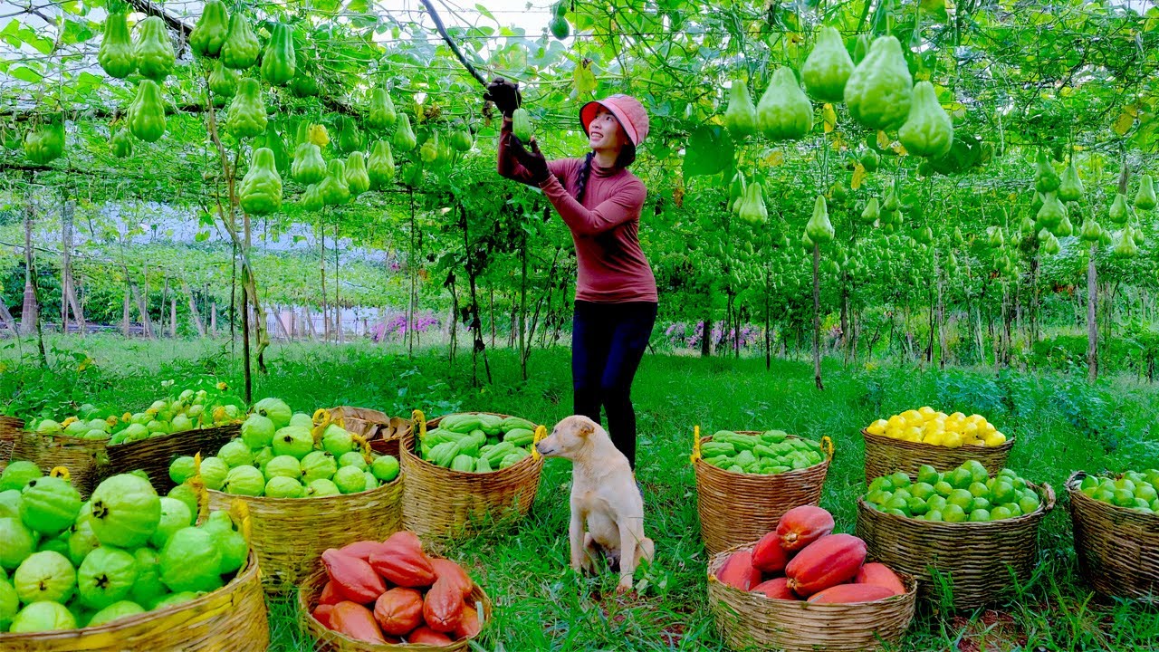 Harvest, Sell, Cook: Chayote, Eggplants, Guavas, Lemons, Red Papayas