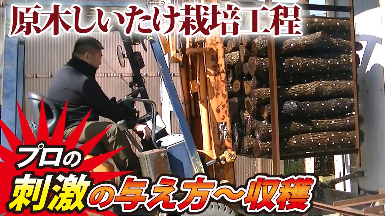 肉厚原木しいたけ栽培のポイントは振動・水・温度！
