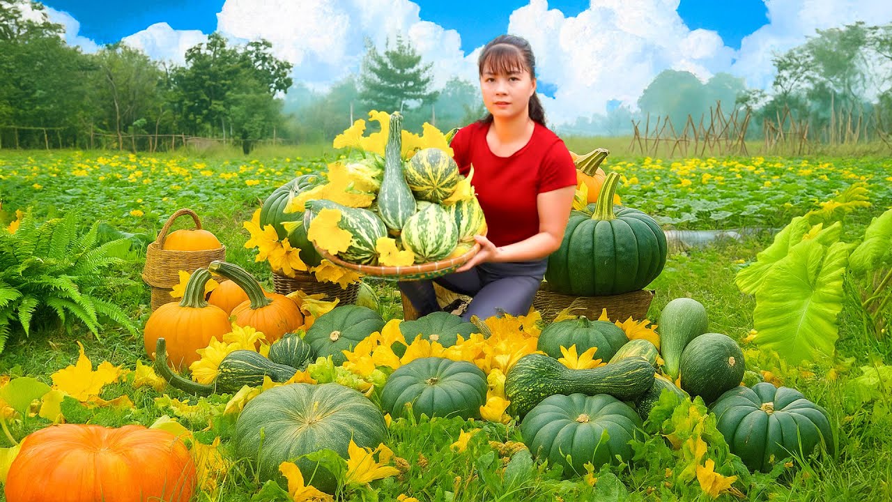Harvesting 1000+ Pumpkins and Pumpkin Flowers Go to Countryside Market Sell | Phuong Harvest Life
