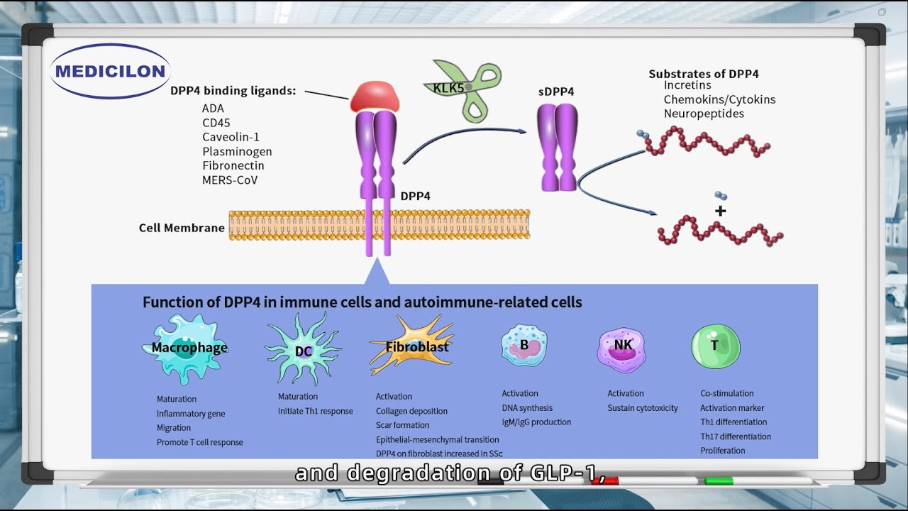 What is DPP-4｜Medicilon Answer Me
