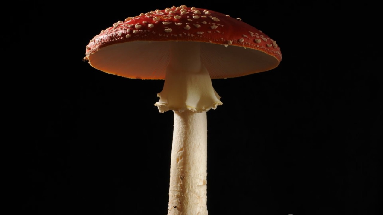 Fly agaric mushroom growing time lapse , Amanita muscaria fungi toadstool