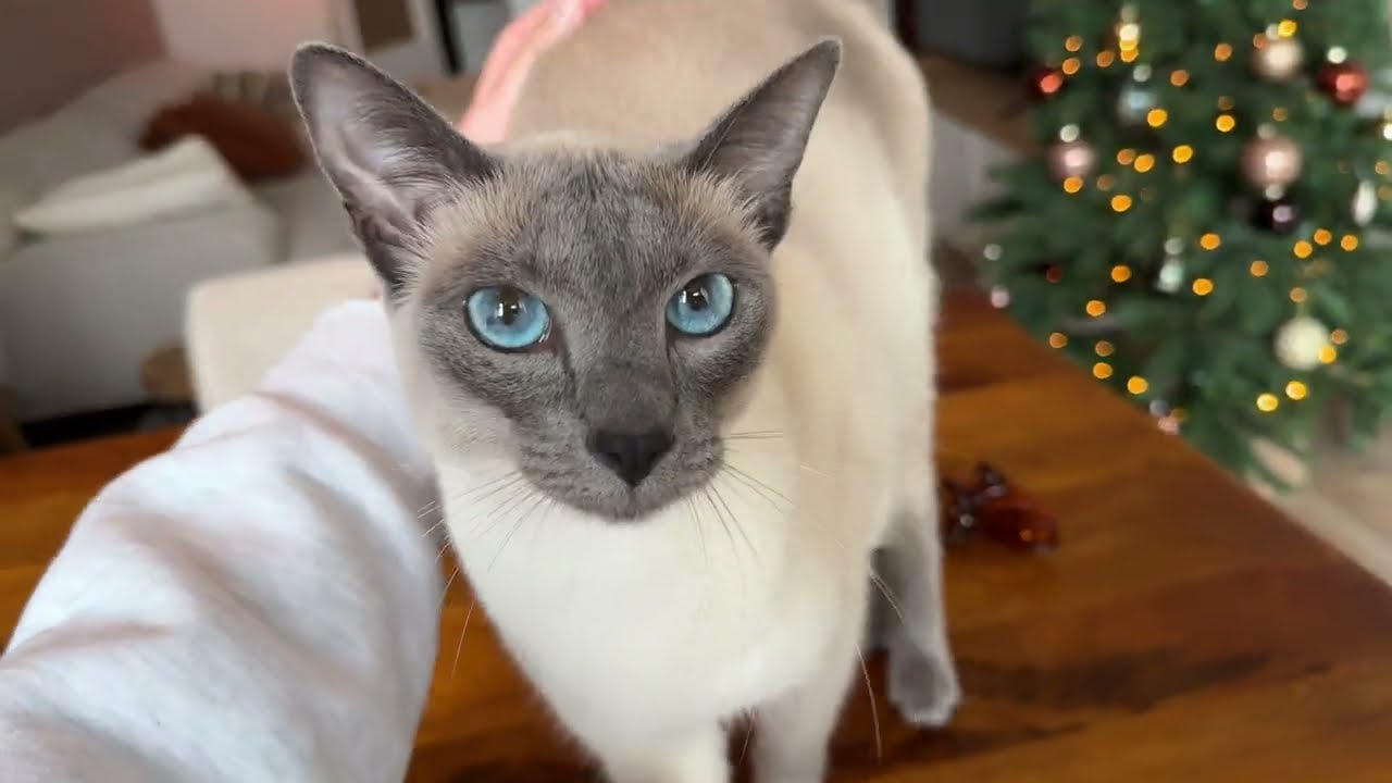 Precious Boi Lives for them Head Scratches