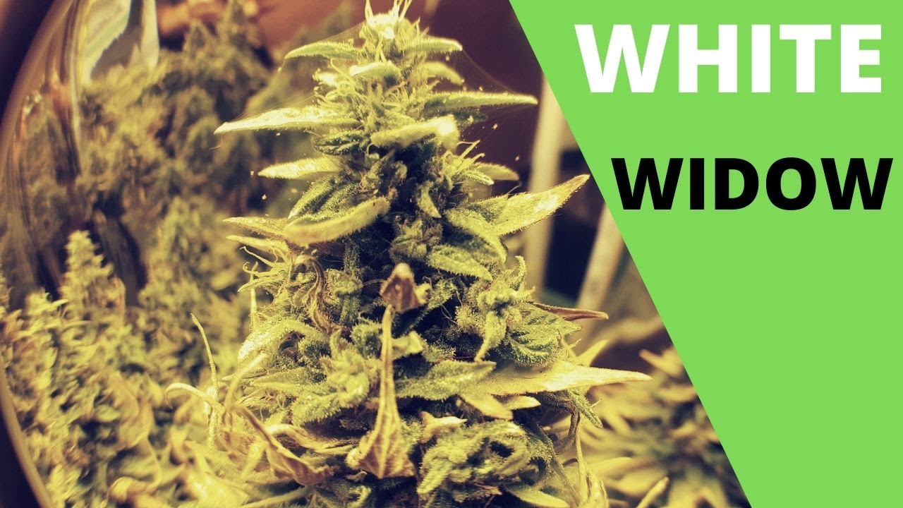 White Widow Week Four of flower 2019 Equipment in Description
