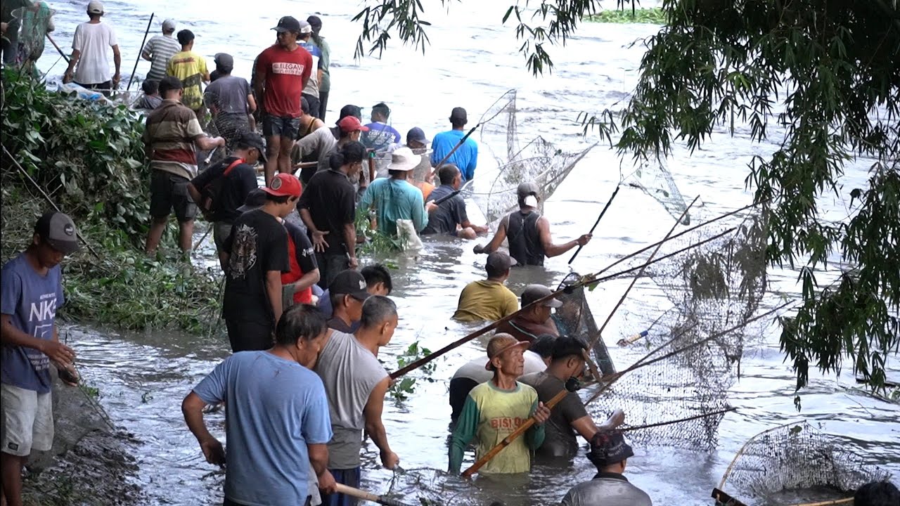 Babon e podo muncul ! Pladu sungai brantas 2024