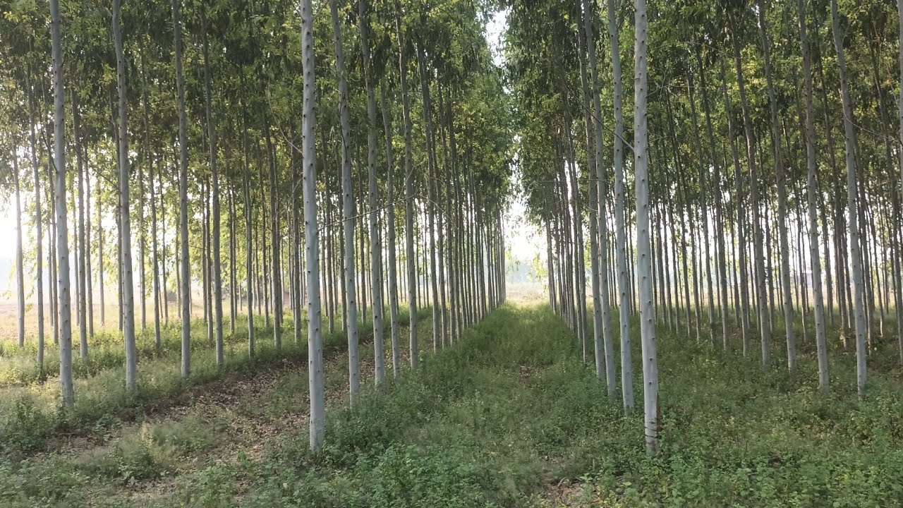 Clone Safeda No 288 की पूरी जानकारी P23 के मुकाबले में कितने वर्ष में कितनी लपेट ले लेता है