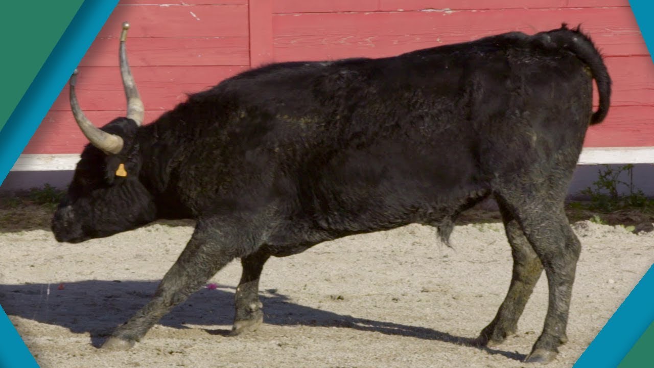 Why do bulls charge? | BBC Earth Explore