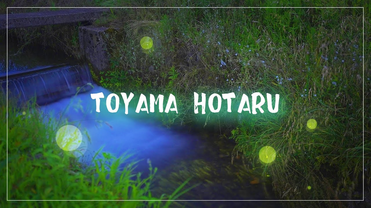 【TOYAMA HOTARU】富山のホタル 映像2023年 ① - #Fireflies
