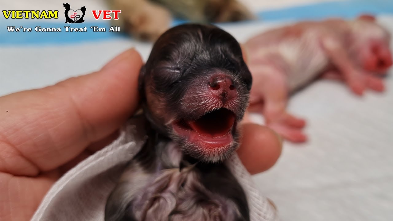 A miracle moment at VET: Helping and saving baby newborn puppies