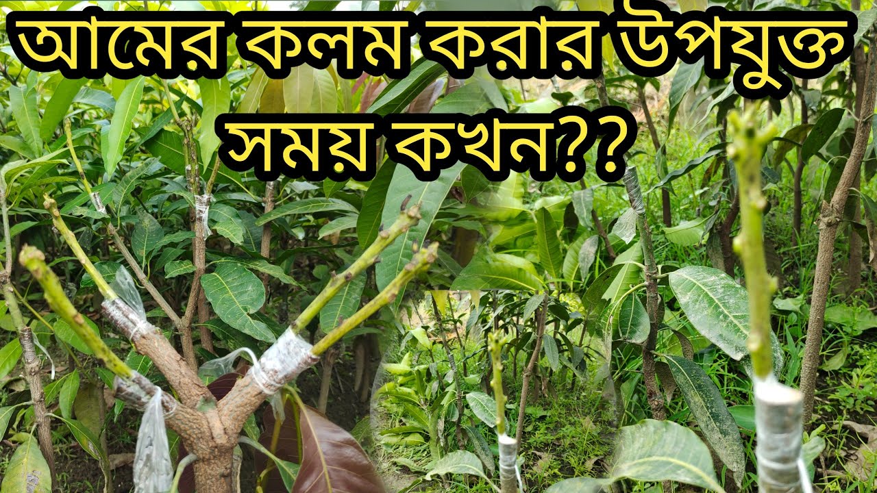 কলম করার উপযুক্ত সময় কখন ?? ।। কোন সময়ে আমের কলম করা হয়।। Ideal time for Mango Grafting।।