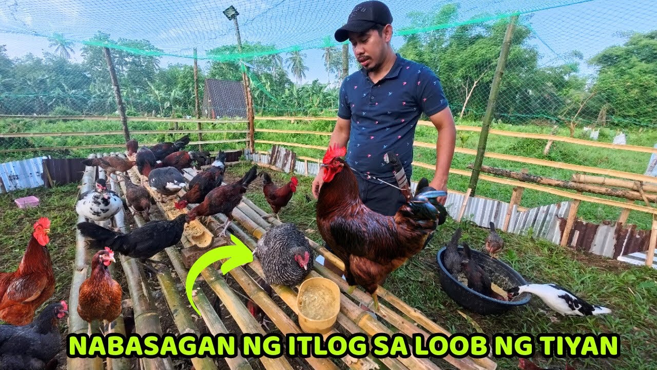NABASAGAN NG ITLOG ANG BPR CHICKEN SA LOOB NG TIYAN, NAGTANIM AT NAGPATUKA NG MGA ALAGA