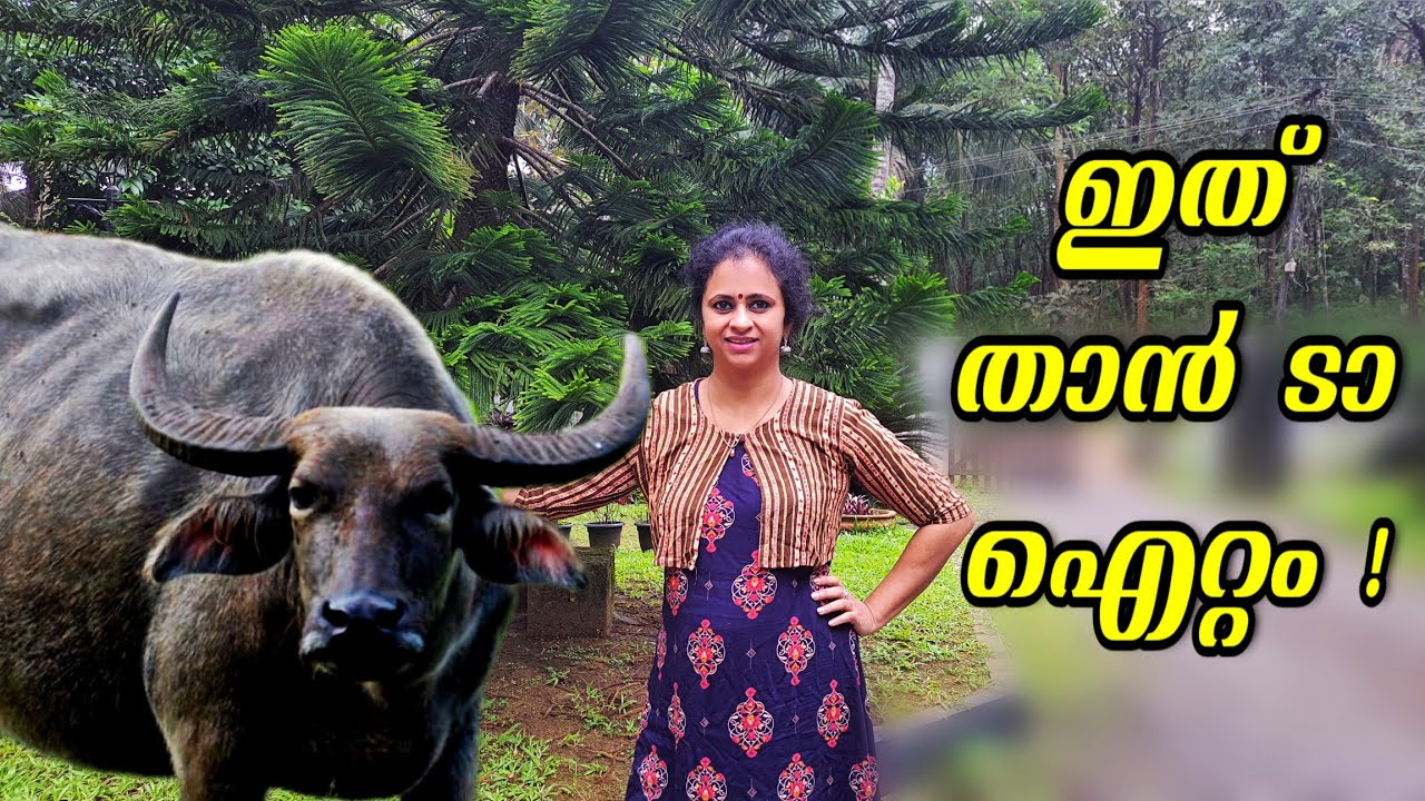 എല്ലുംകപ്പയുംഇതുപോലെഉണ്ടാക്കി നോക്കൂ|muzhanenju|Ellum Kappayum| Kappa Biriyani|Kappa and Beef Recipe