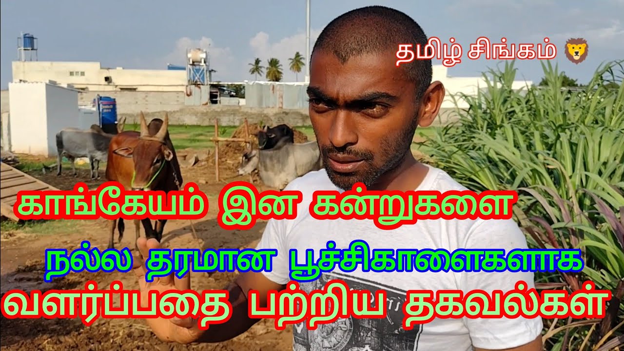 காங்கேயம் இன பூச்சி காளைகள் வளர்ப்பது பற்றிய தகவல்கள்@TAMILSINGAM