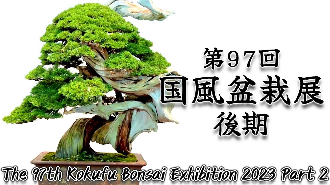 【盆栽】第97回 国風盆栽展 後期【Bonsai】The 97th Kokufu Bonsai Exhibition 2023 Part 2