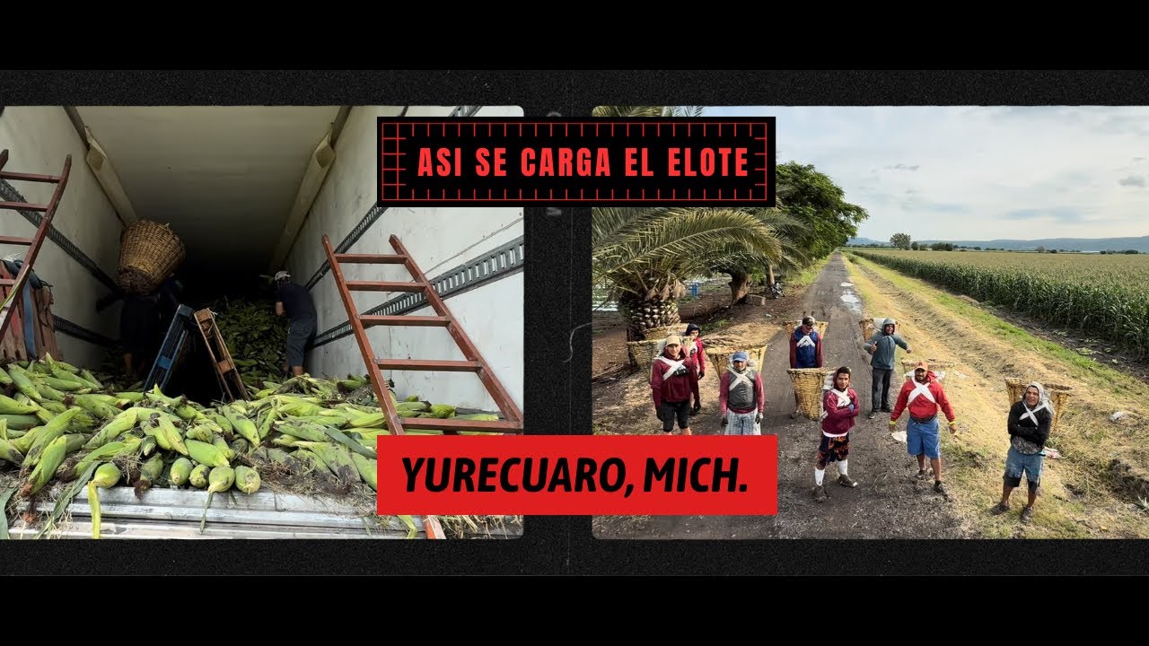 Así es como se carga el ELOTE en THERMO, de YURECUARO MICHOACAN a TIJUANA.