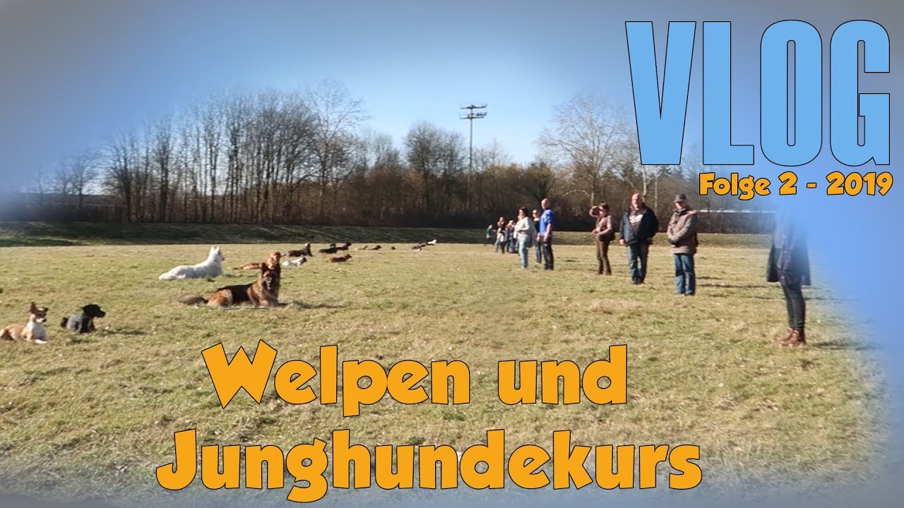 VLOG 003 - Welpenkurs und Jungehundekurs - Hundeschule Stadtfelle