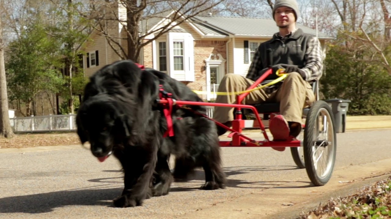 Newfoundland Dog Pulling Owner on COOLEST Riding Dog Cart Ever!