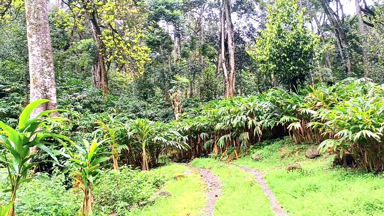 50 acres of cardamom orchard in Ottiku Idukki district I 24 KERALA PROPERTIES I 554