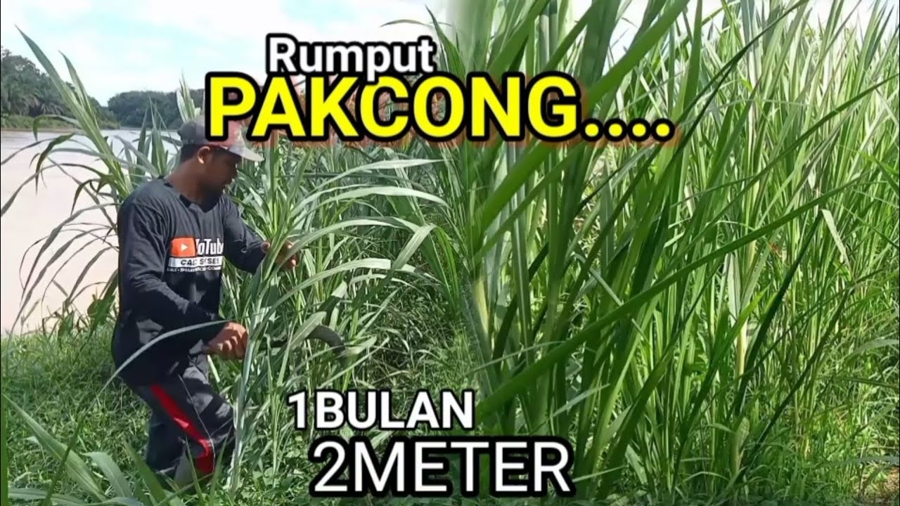 LUAR BIASA...‼️RUMPUT PAKCONG  UMUR SATU BULAN SETINGGI DUA METER..