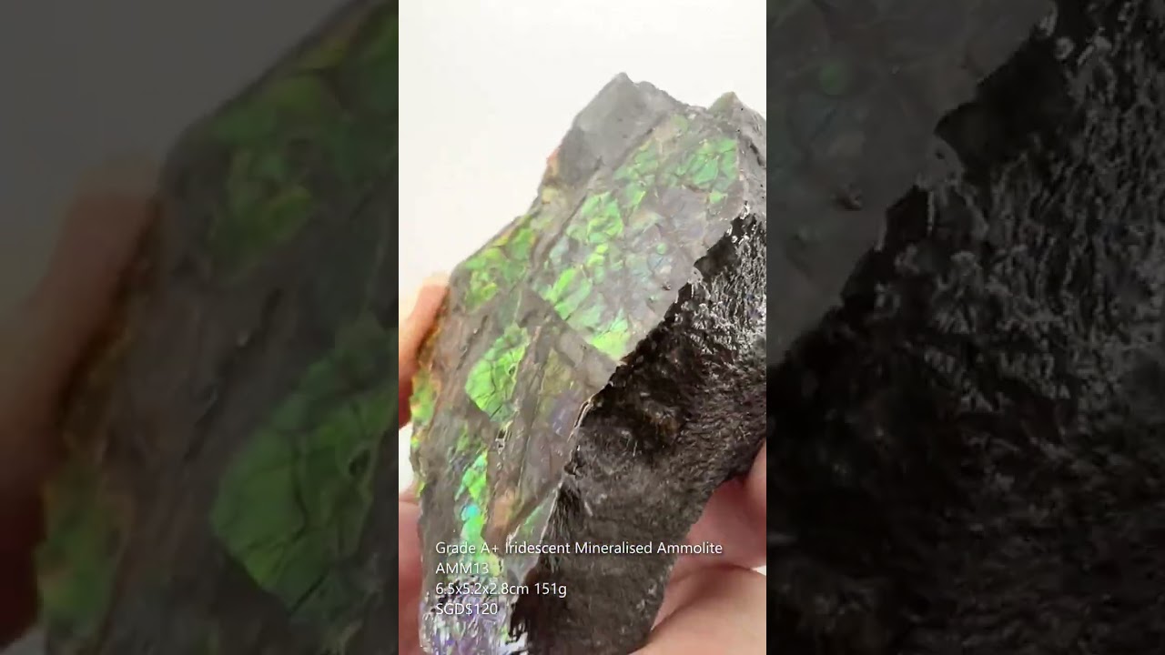 Grade A+ Iridescent Mineralised Ammolite from Canada AMM13