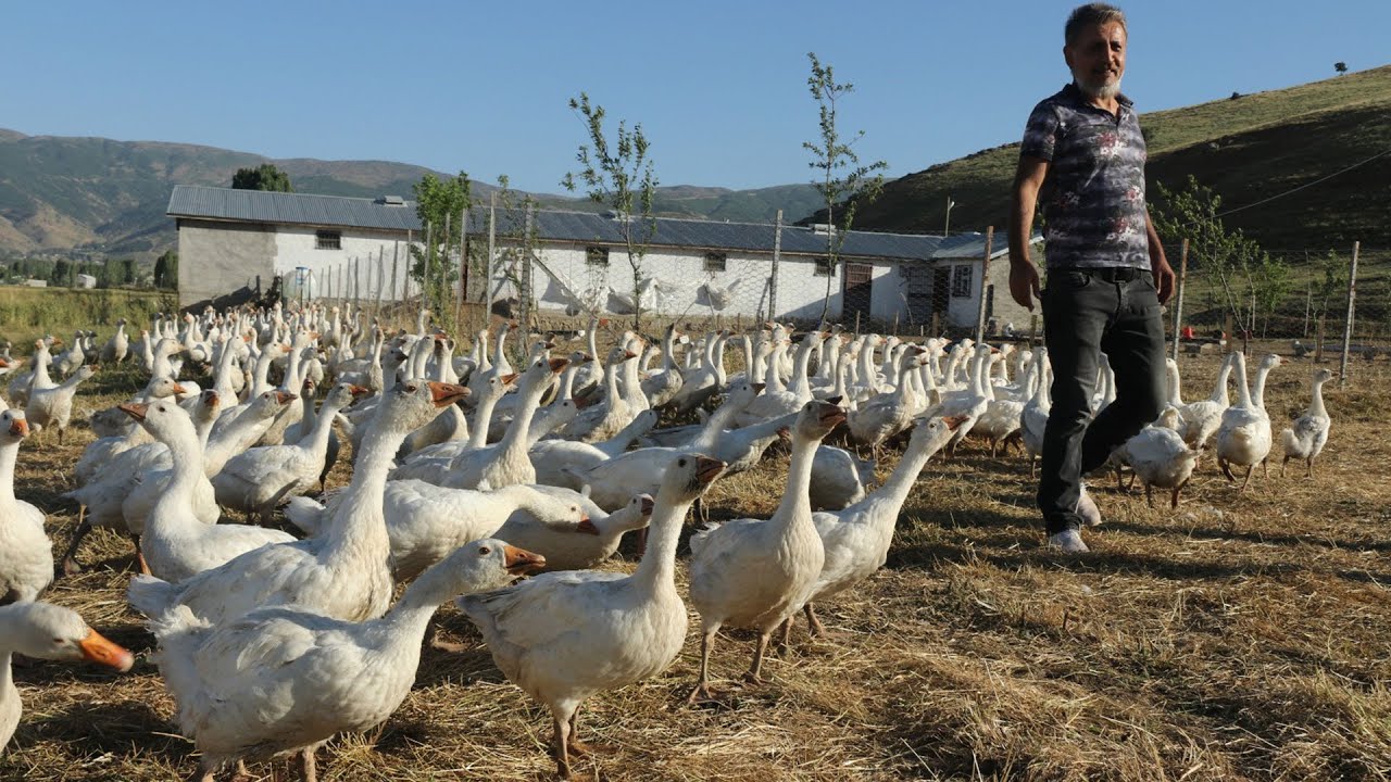 Kaz çiftliği kurdular, yurt dışından gelen taleplere yetişmeye çalışıyorlar