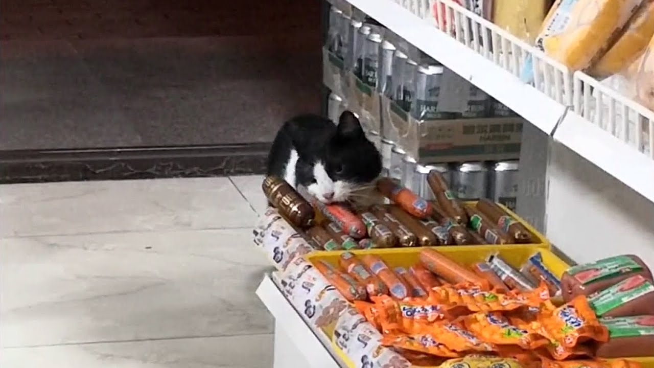 Бездомная кошка, которая три месяца воровала сосиски в магазине