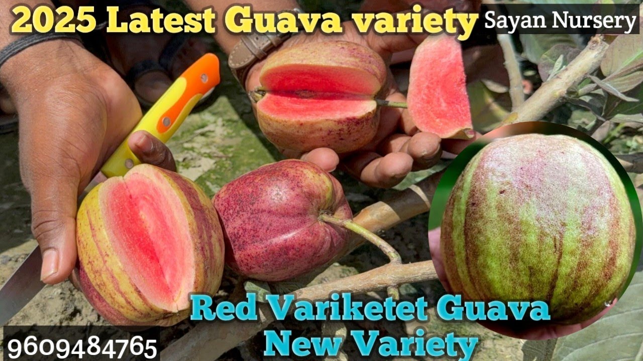 2025 Me Latest Guava Variety And New Variety. Red Veriketet Guava And Available Plants #Sayannursery