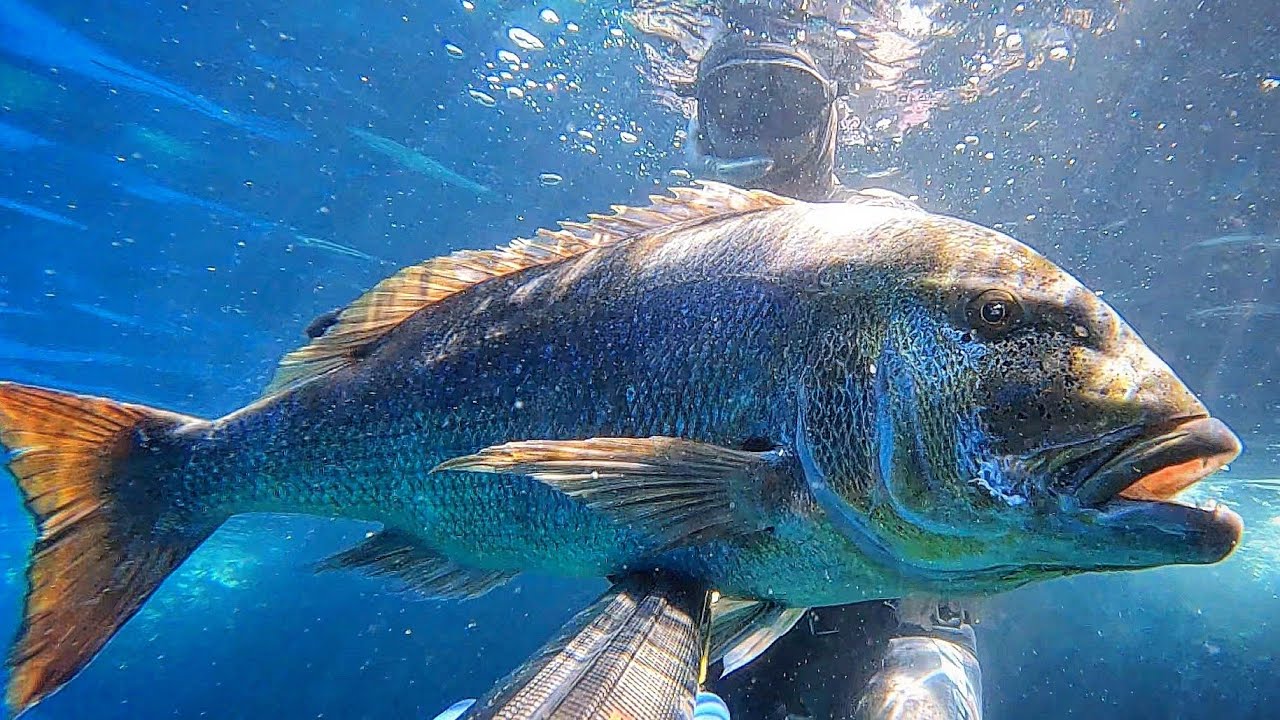 Top 40 Spearfishing 2023.