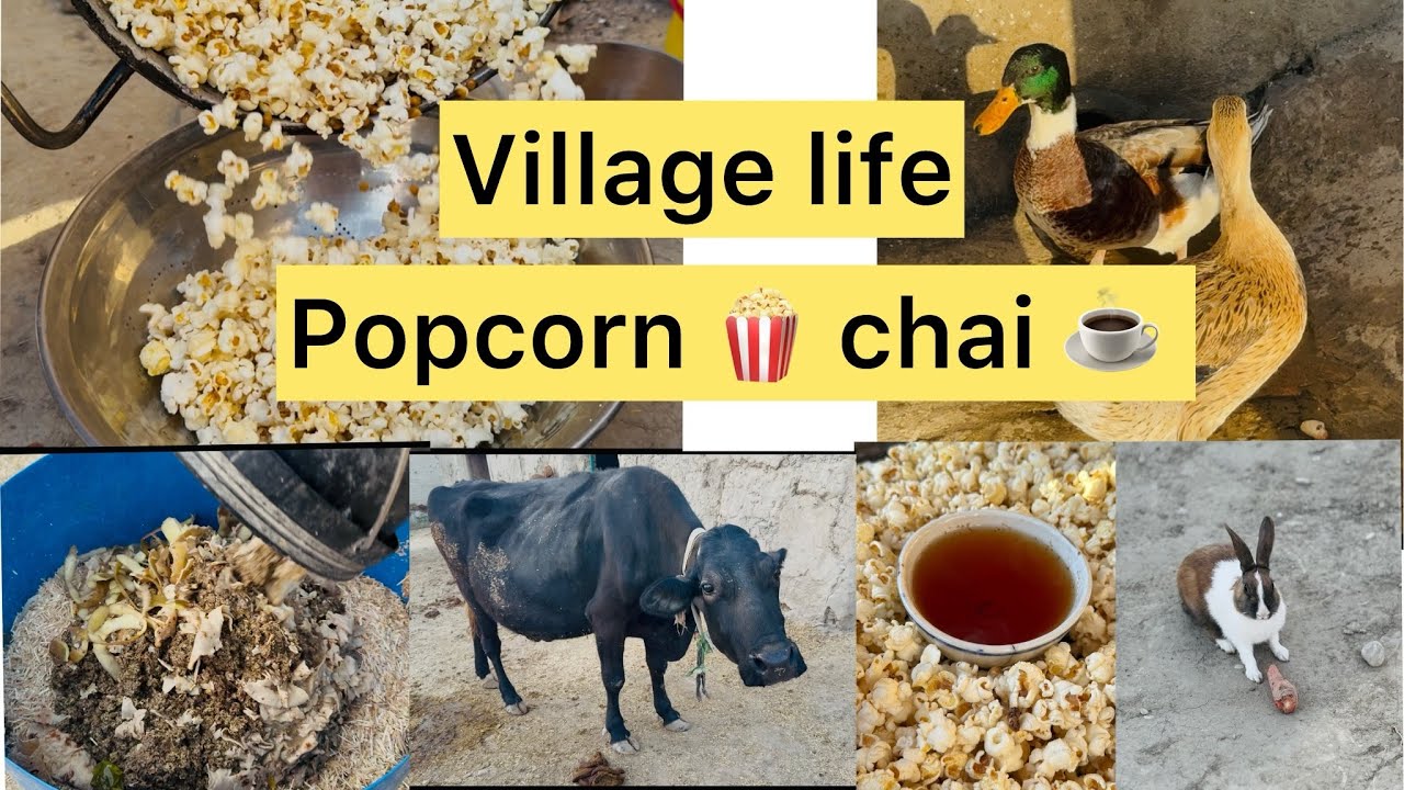 Village style popcorn 🍿 || chai ☕️ || feeding cow