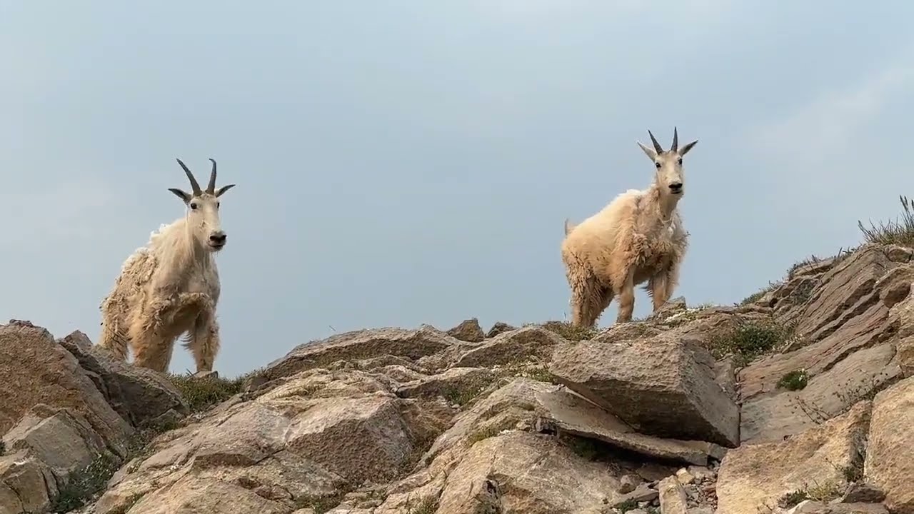 Mountain Goats in Montana